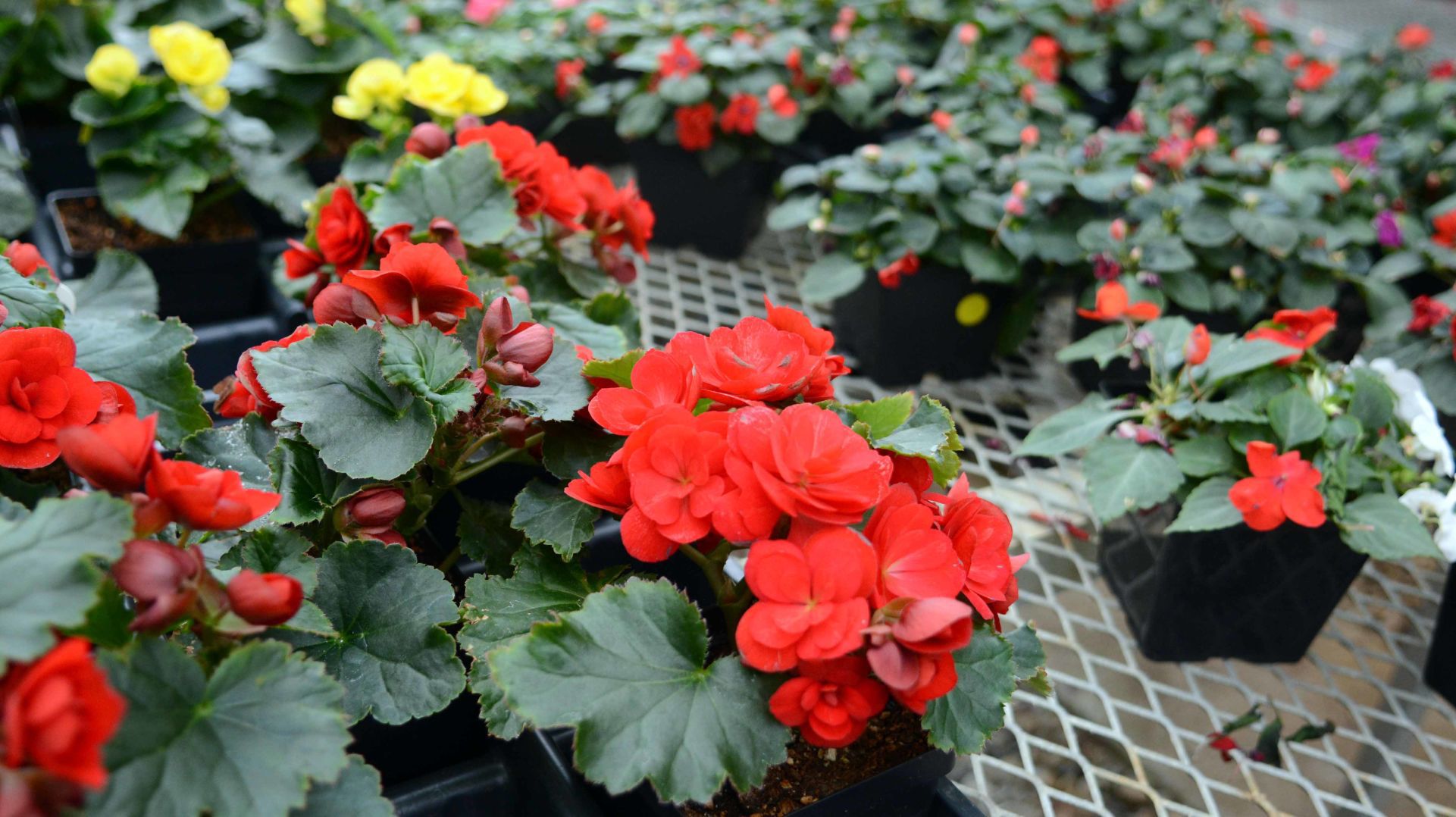 Baraboo High School students prepare for annual plant sale